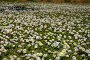 Champs de pâquerettes vivaces (Bellis perennis), Saint Priest (Ardèche)