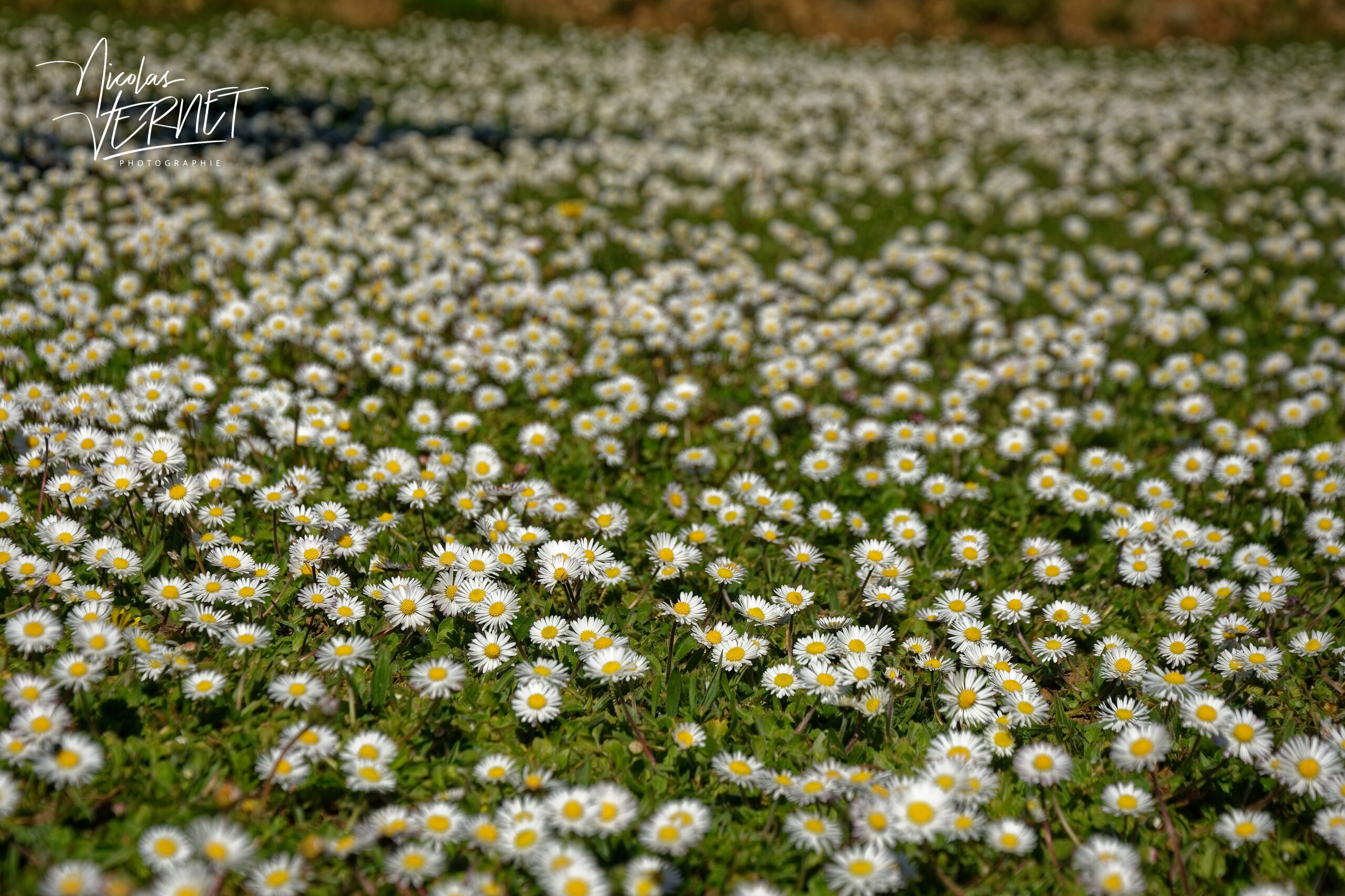 Champs de pâquerettes vivaces (Bellis perennis), Saint Priest (Ardèche)