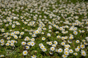 Champs de pâquerettes vivaces (Bellis perennis), Saint Priest (Ardèche)