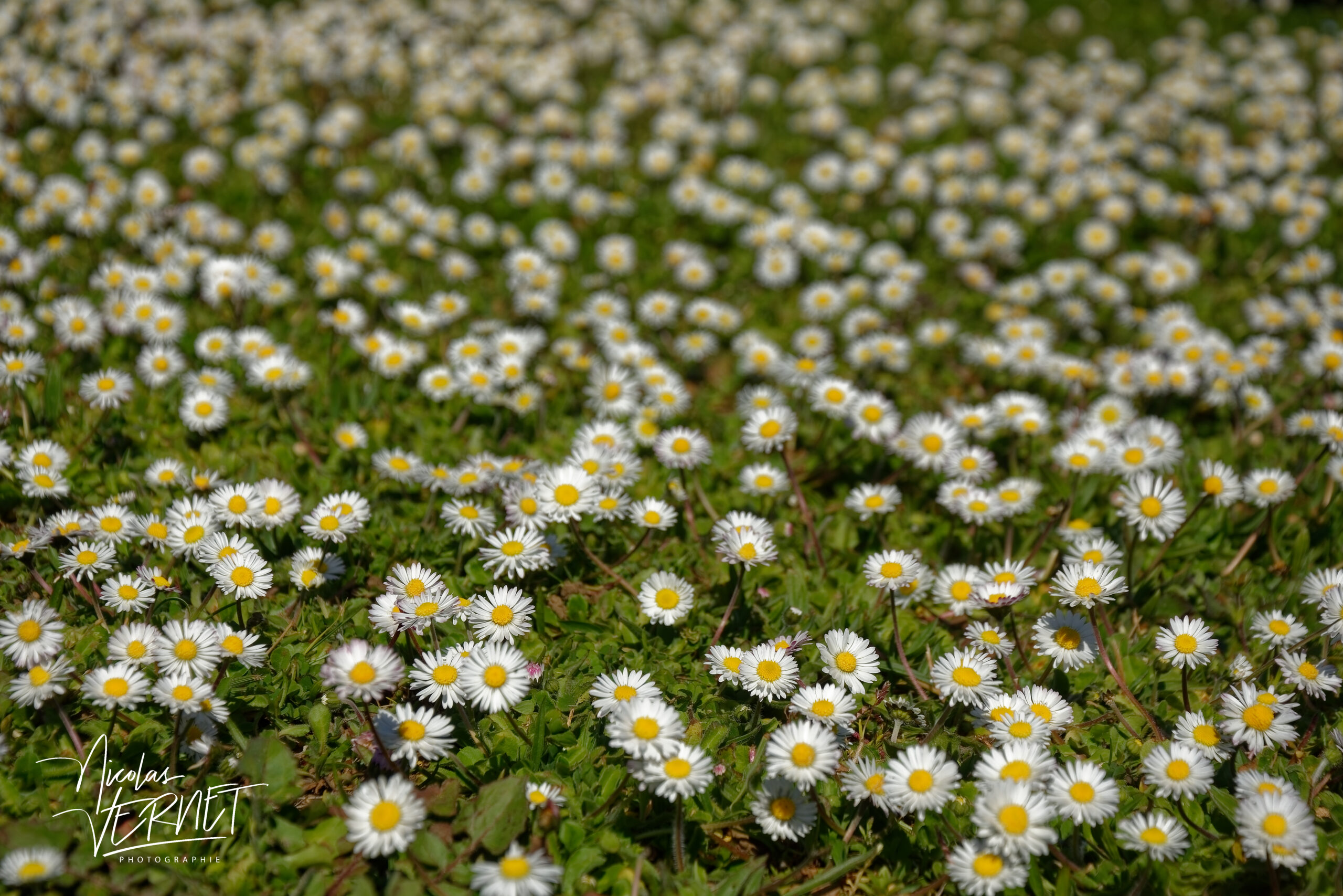 Champs de pâquerettes vivaces (Bellis perennis), Saint Priest (Ardèche)