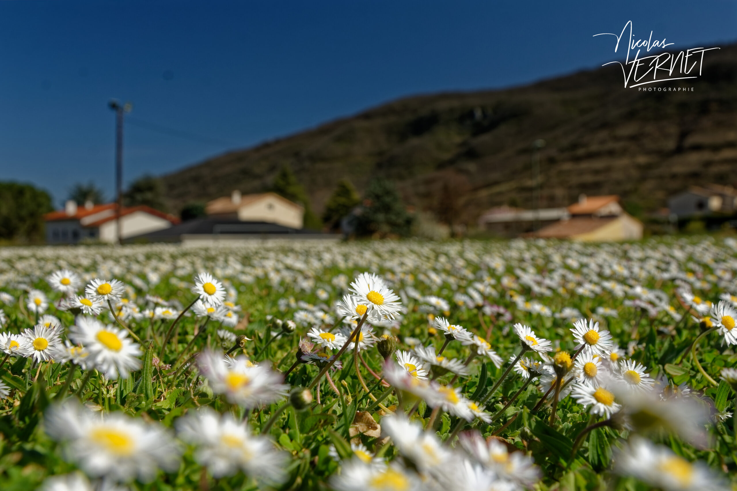Champs de pâquerettes vivaces (Bellis perennis), Saint Priest (Ardèche)
