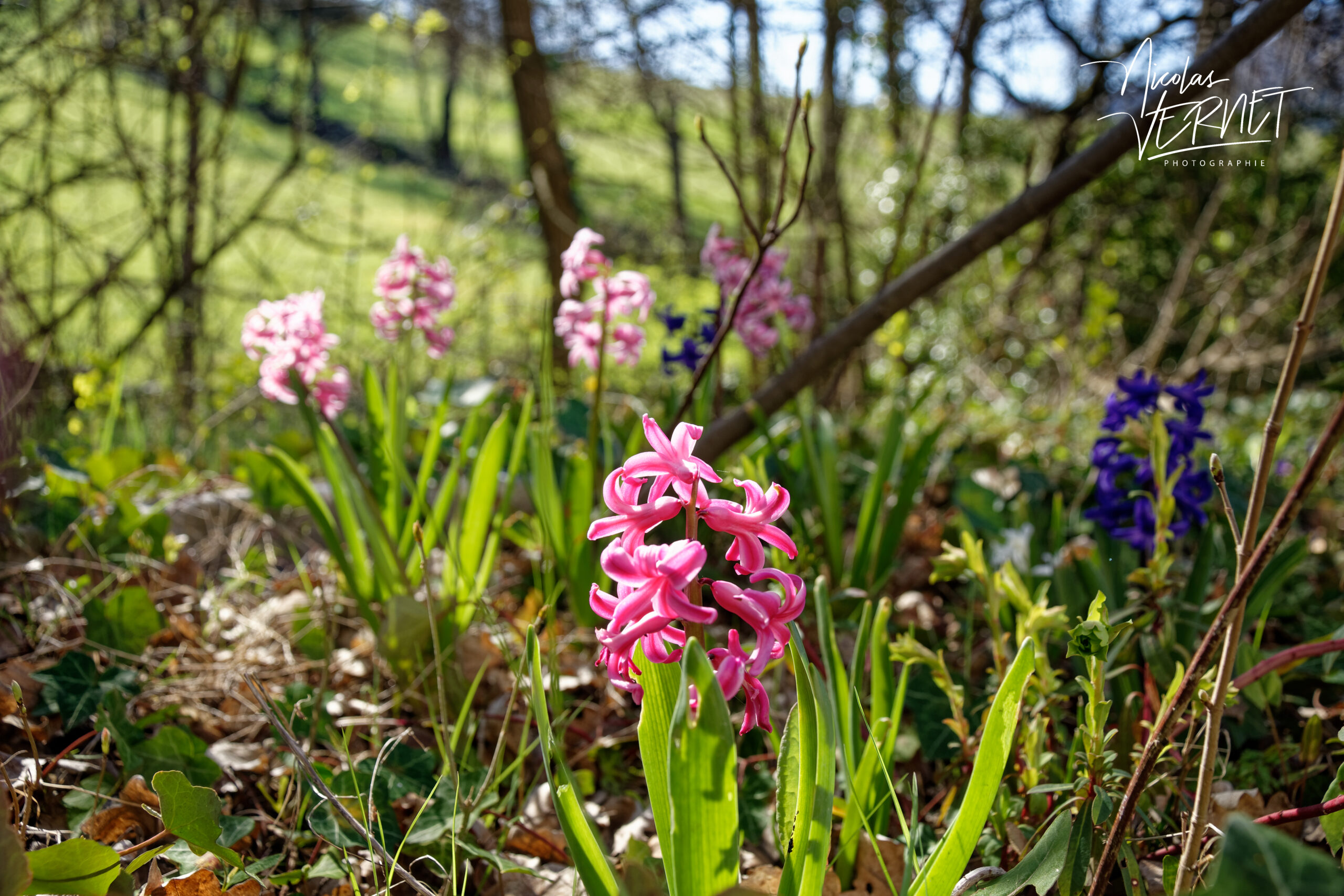 Jacinthes d'Orient (Hyacinthus orientalis), Saint Priest (Ardèche)