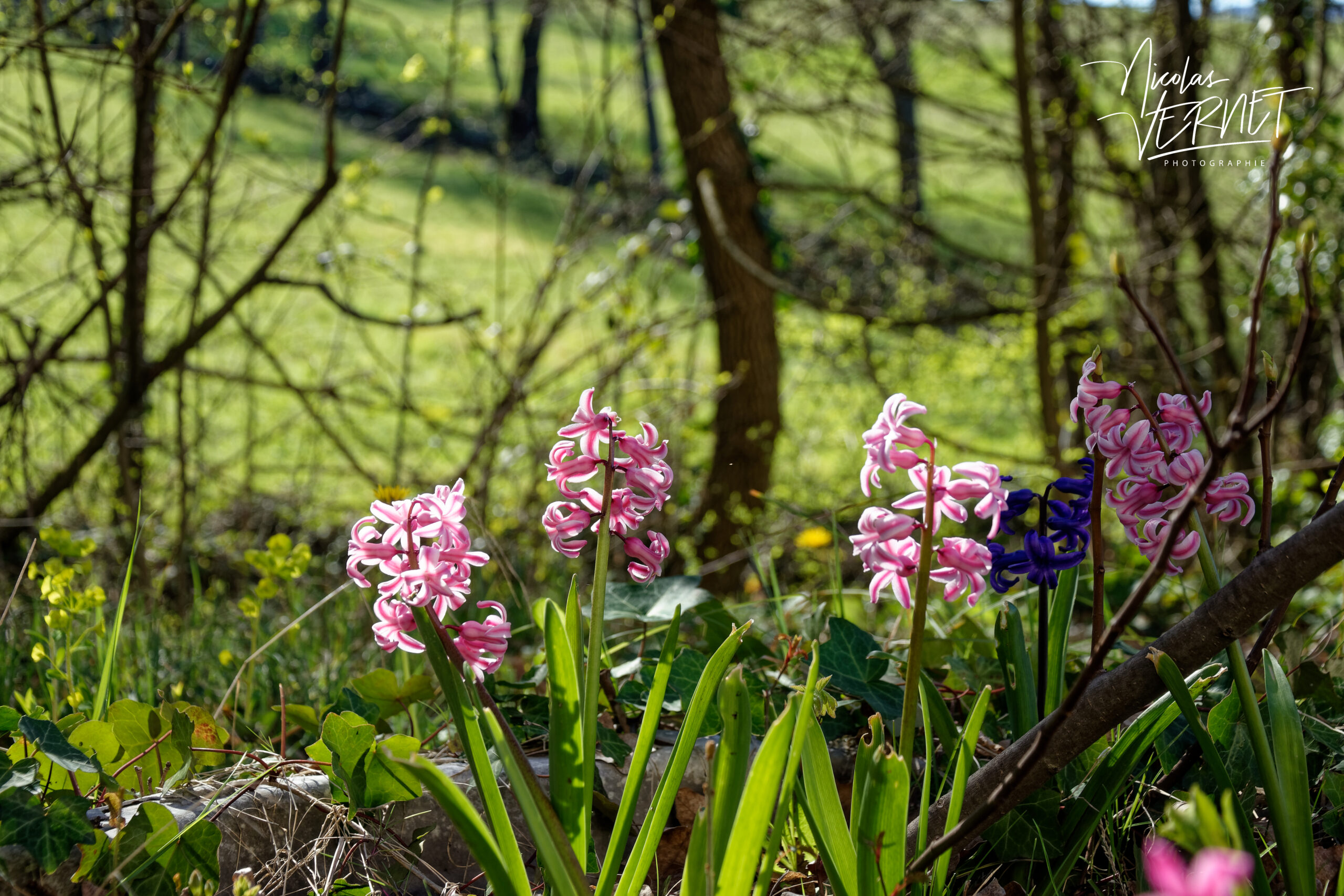 Jacinthes d'Orient (Hyacinthus orientalis), Saint Priest (Ardèche)
