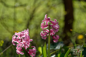 Jacinthes d'Orient (Hyacinthus orientalis), Saint Priest (Ardèche)