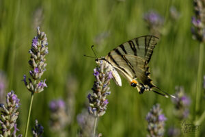Flambé (Iphiclides podalirius), Saint-Pierreville (Ardèche)