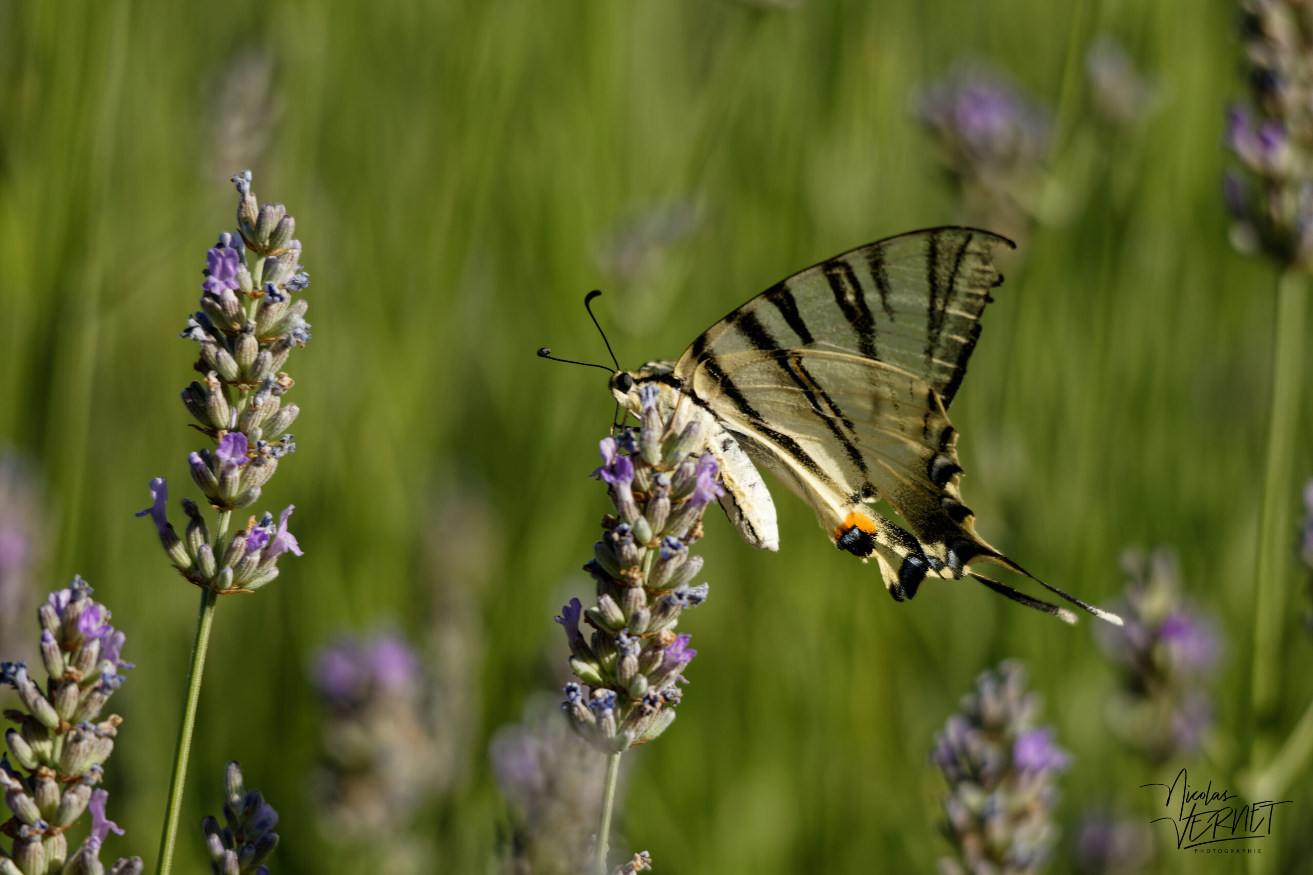 Flambé (Iphiclides podalirius), Saint-Pierreville (Ardèche)