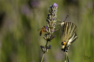 Flambé (Iphiclides podalirius), Saint-Pierreville (Ardèche)