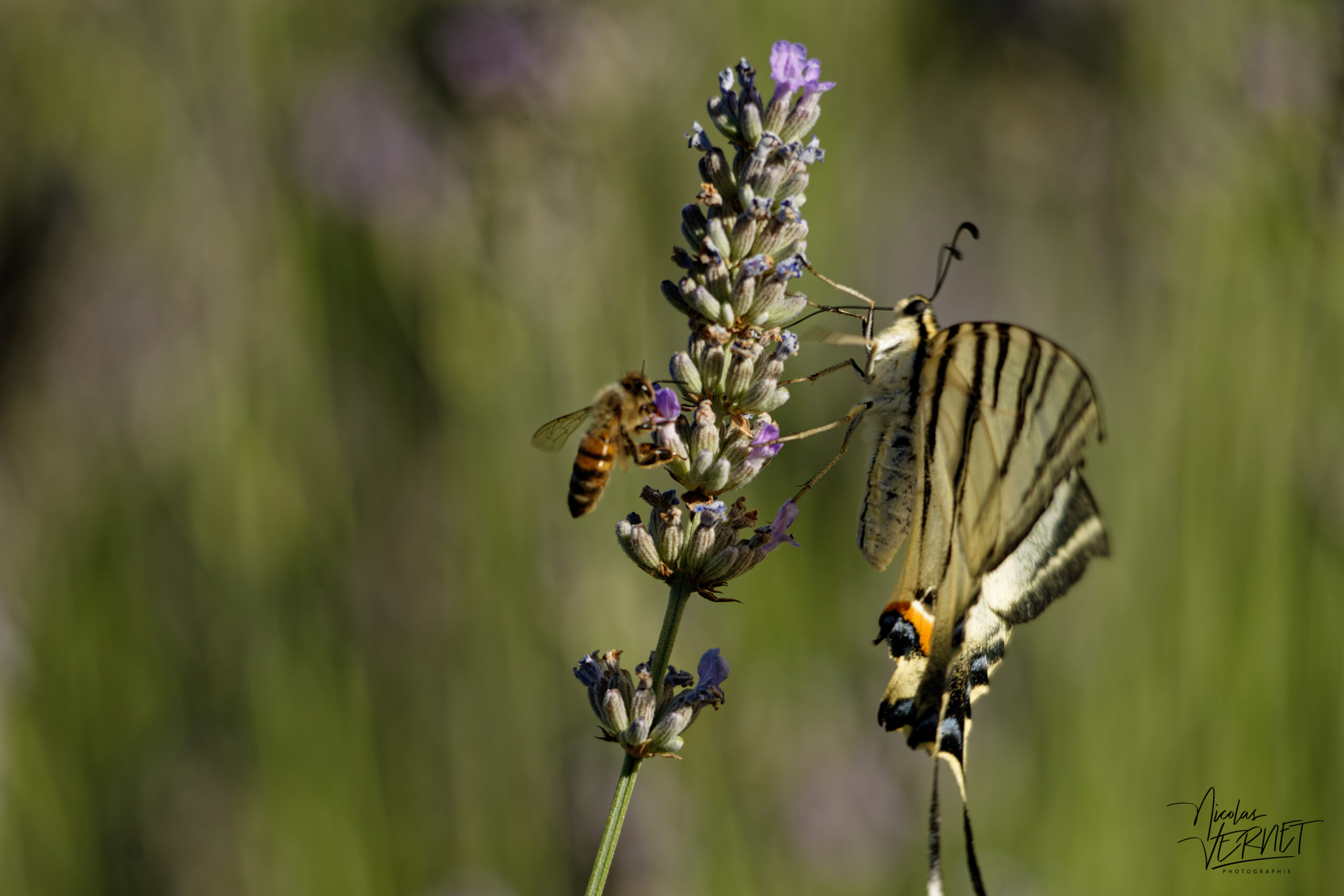 Flambé (Iphiclides podalirius), Saint-Pierreville (Ardèche)