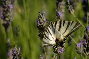 Flambé (Iphiclides podalirius), Saint-Pierreville (Ardèche)