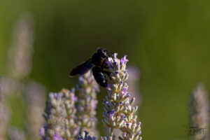 Xylocope violet, “Abeille charpentière” (Xylocopa violacea), Saint-Pierreville (Ardèche)