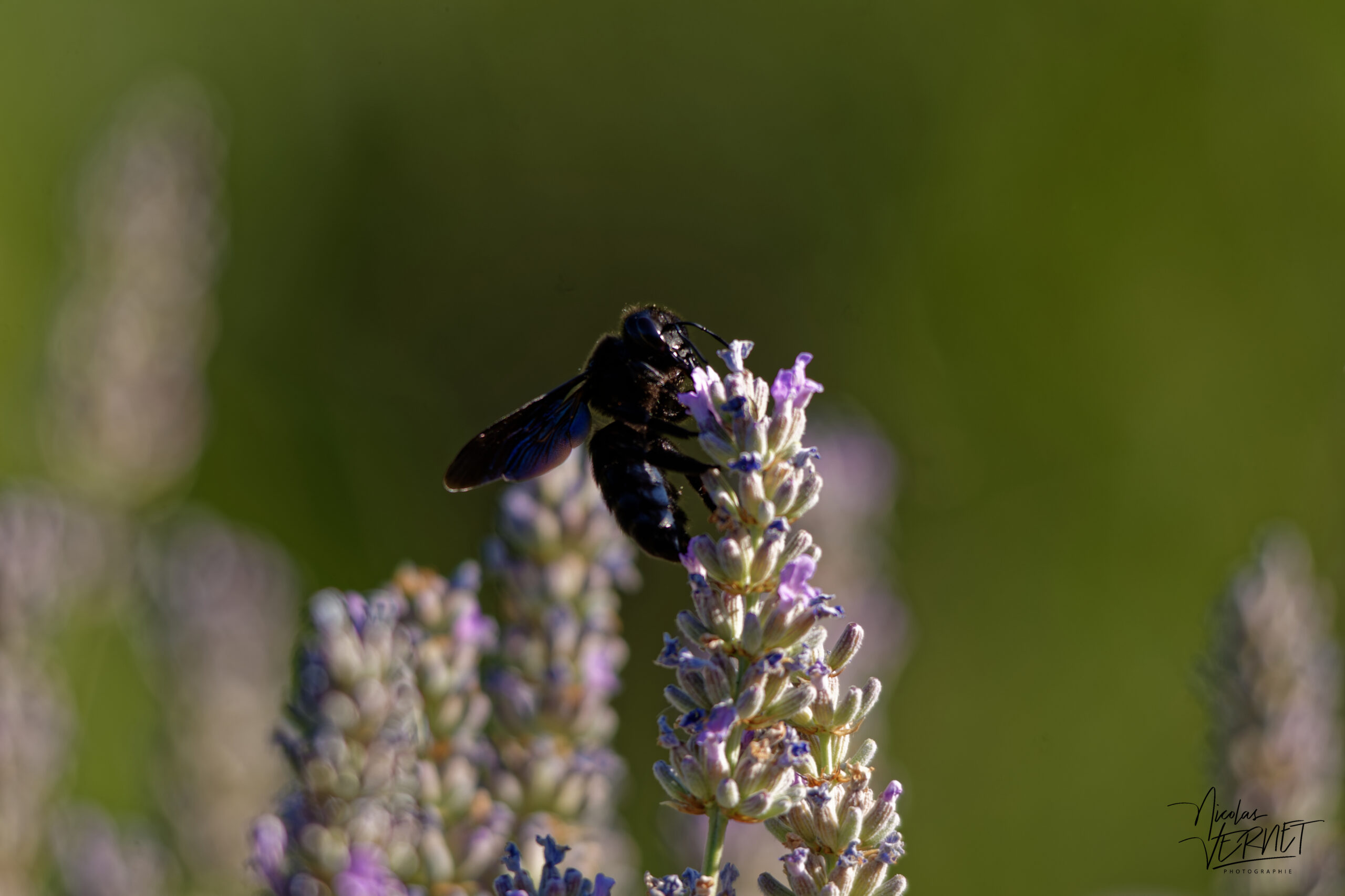 Xylocope violet, “Abeille charpentière” (Xylocopa violacea), Saint-Pierreville (Ardèche)