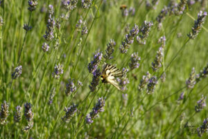 Flambé (Iphiclides podalirius), Saint-Pierreville (Ardèche)