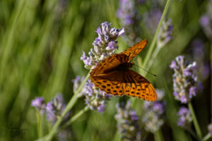 Tabac d'Espagne (Argynnis paphia), Saint-Pierreville (Ardèche)