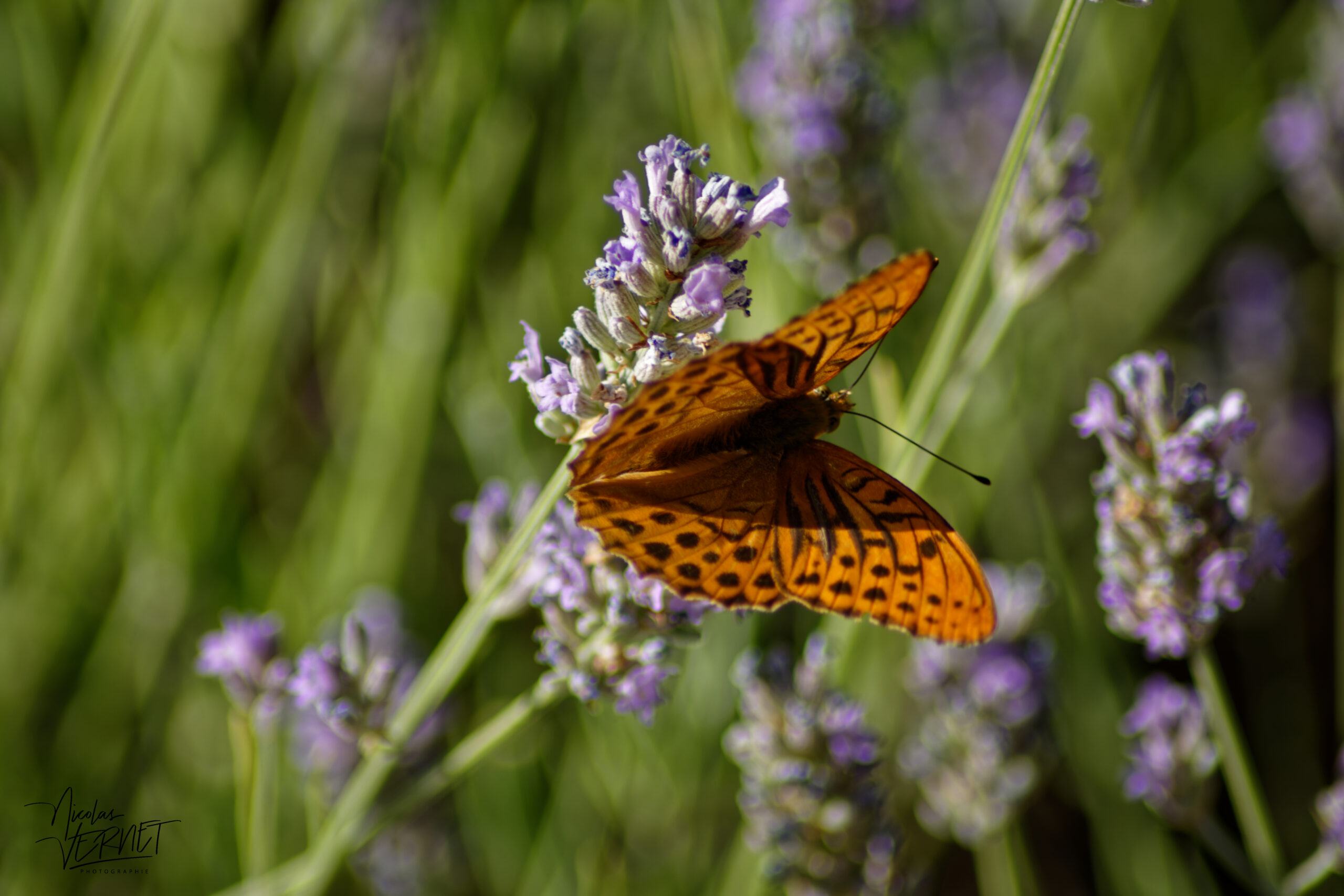 Tabac d'Espagne (Argynnis paphia), Saint-Pierreville (Ardèche)