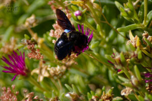 Xylocope violet, “Abeille charpentière” (Xylocopa violacea), Saint-Pierreville (Ardèche)