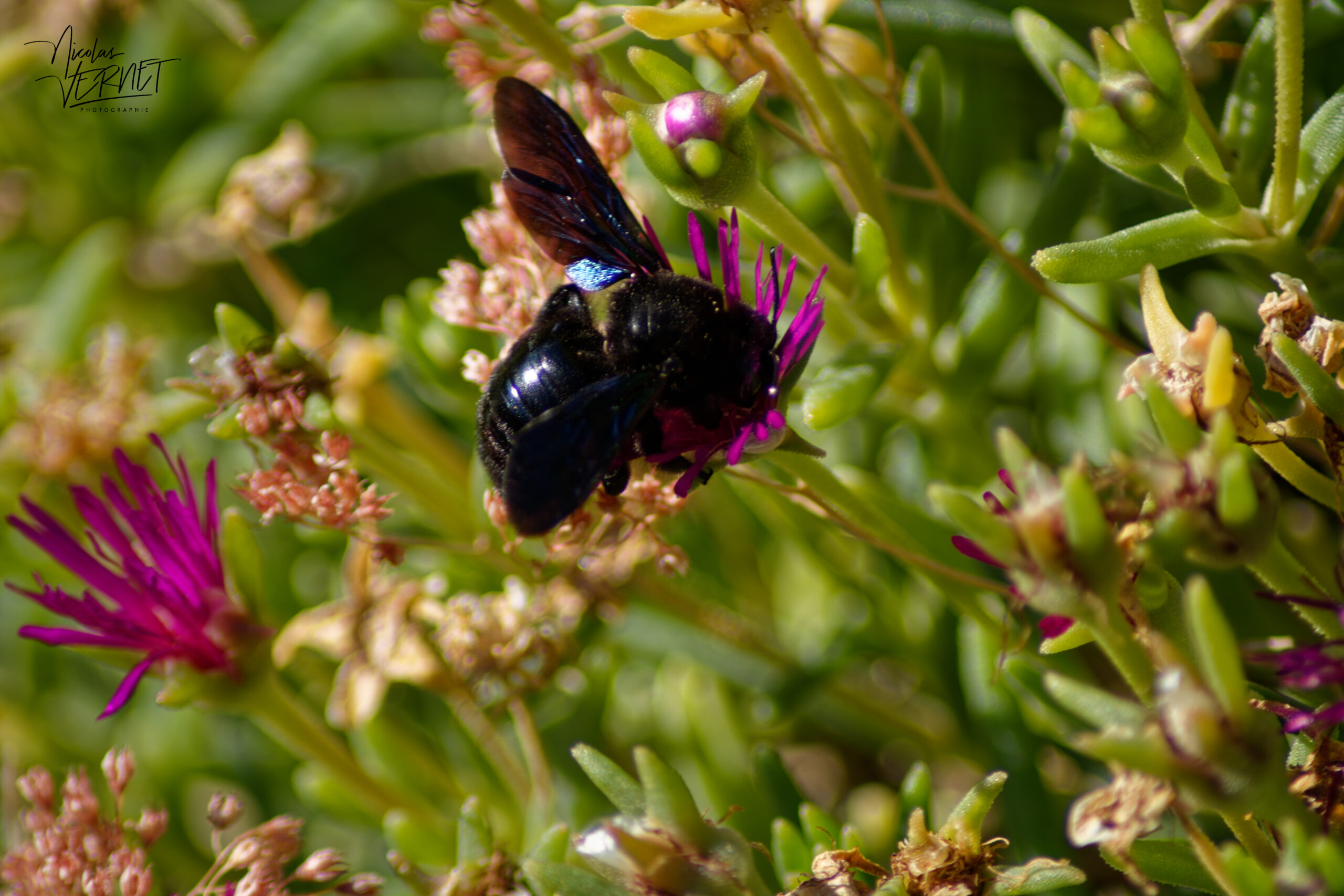 Xylocope violet, “Abeille charpentière” (Xylocopa violacea), Saint-Pierreville (Ardèche)