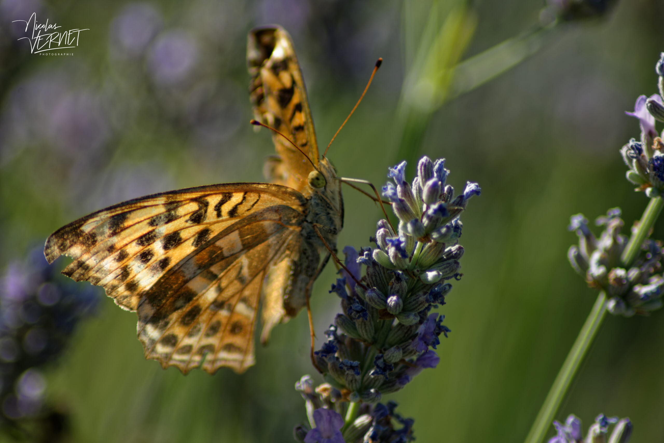 Tabac d'Espagne (Argynnis paphia), Saint-Pierreville (Ardèche)