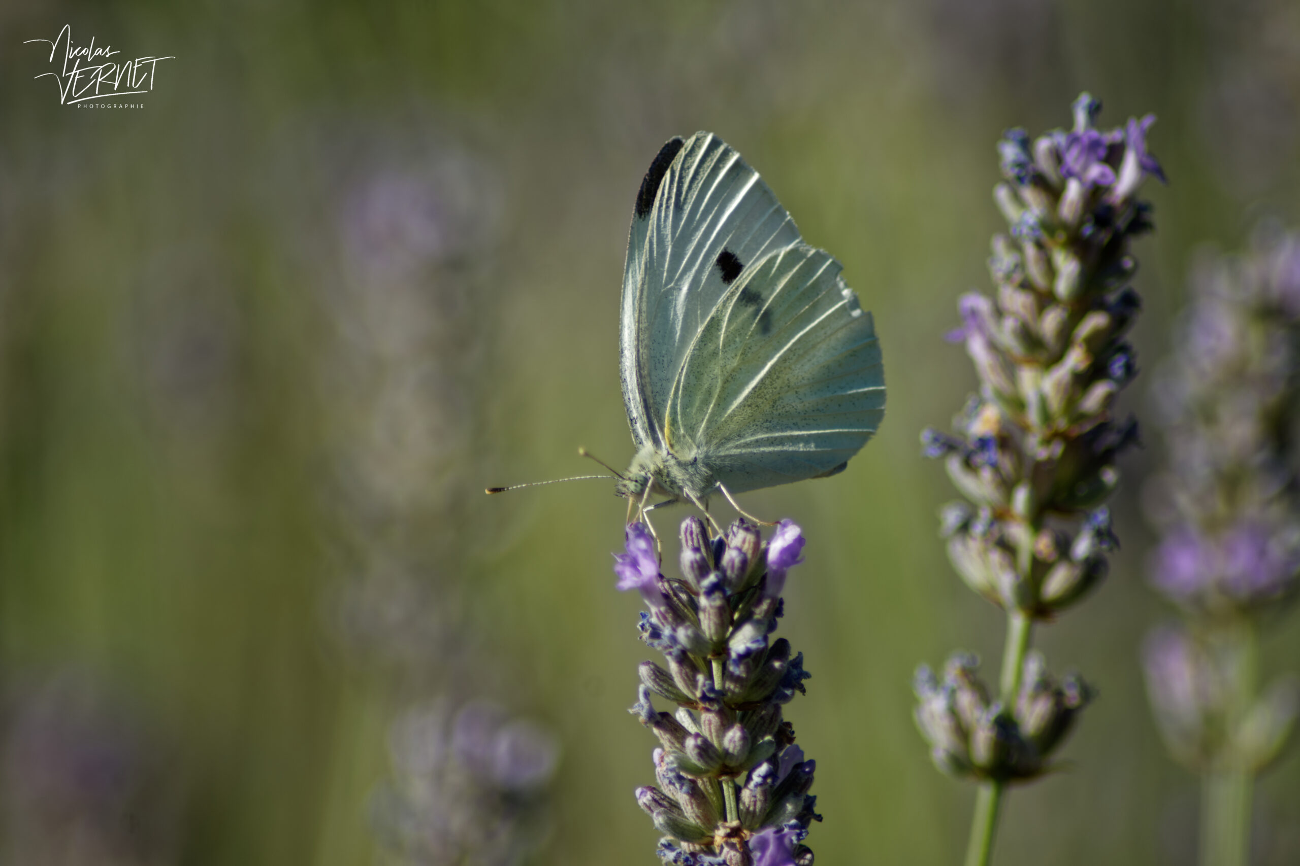Piéride du chou (Pieris brassicae), Saint-Pierreville (Ardèche)