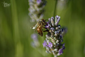 Abeille domestique (Apis mellifera), Saint-Pierreville (Ardèche)