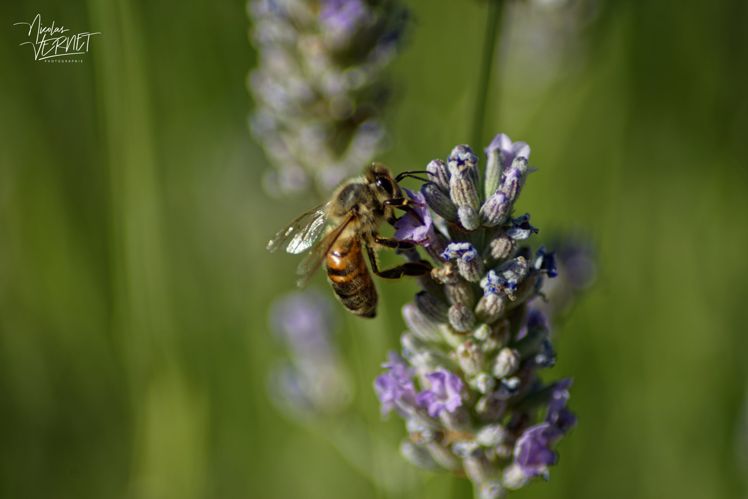 Abeille domestique (Apis mellifera), Saint-Pierreville (Ardèche)