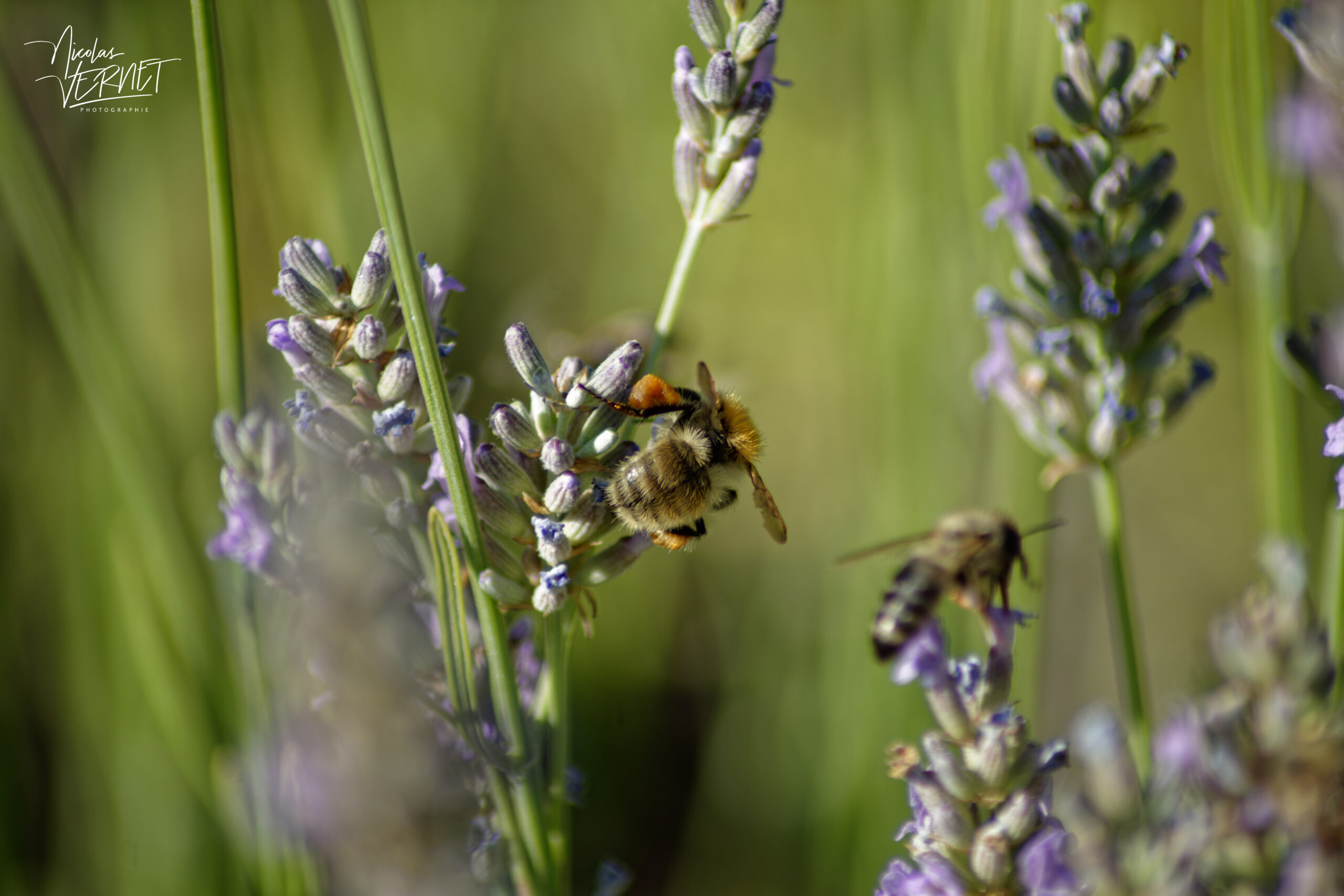 Bourdon des champs (Bombus pascuorum), Saint-Pierreville (Ardèche)