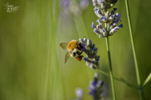 Bourdon des champs (Bombus pascuorum), Saint-Pierreville (Ardèche)