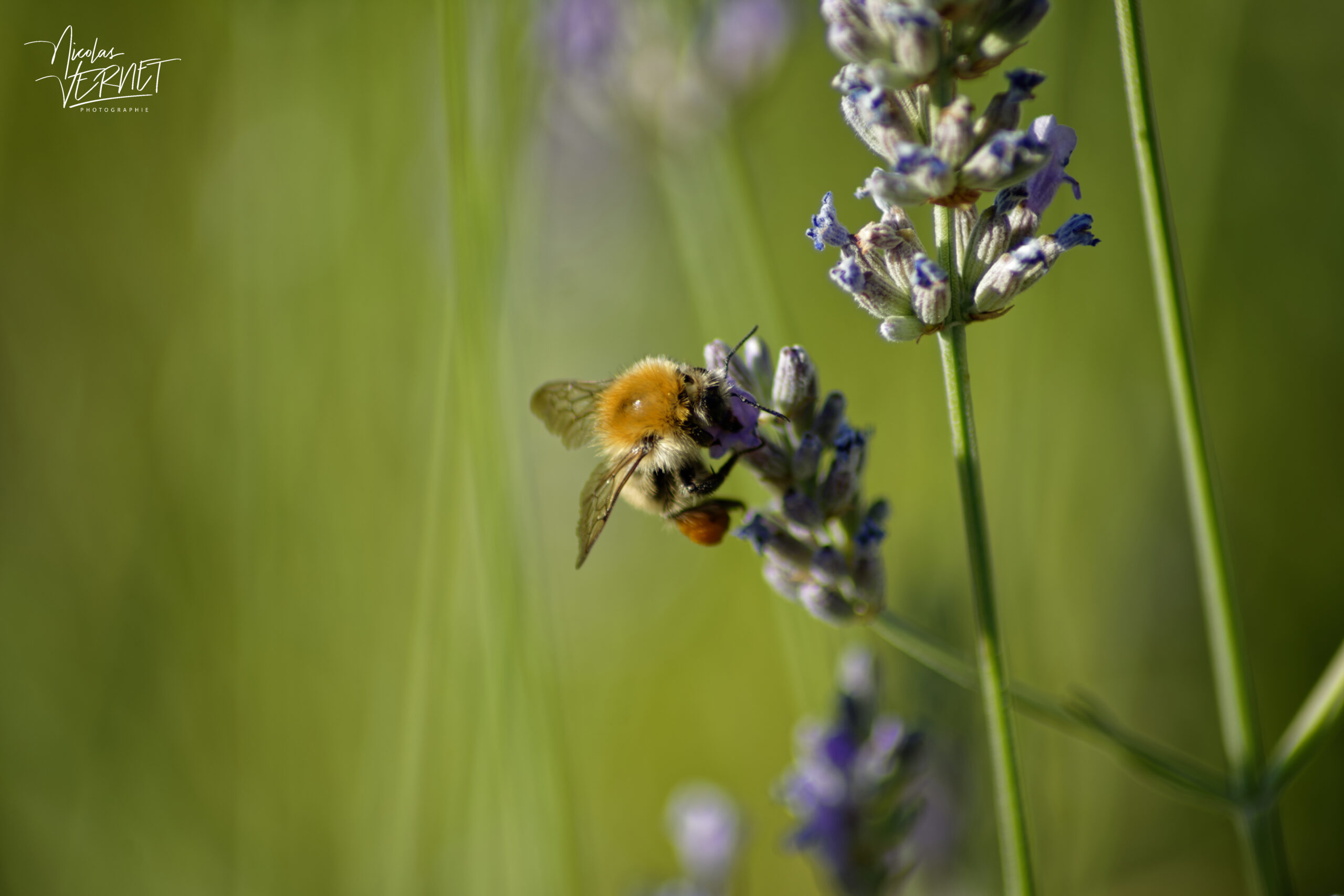 Bourdon des champs (Bombus pascuorum), Saint-Pierreville (Ardèche)