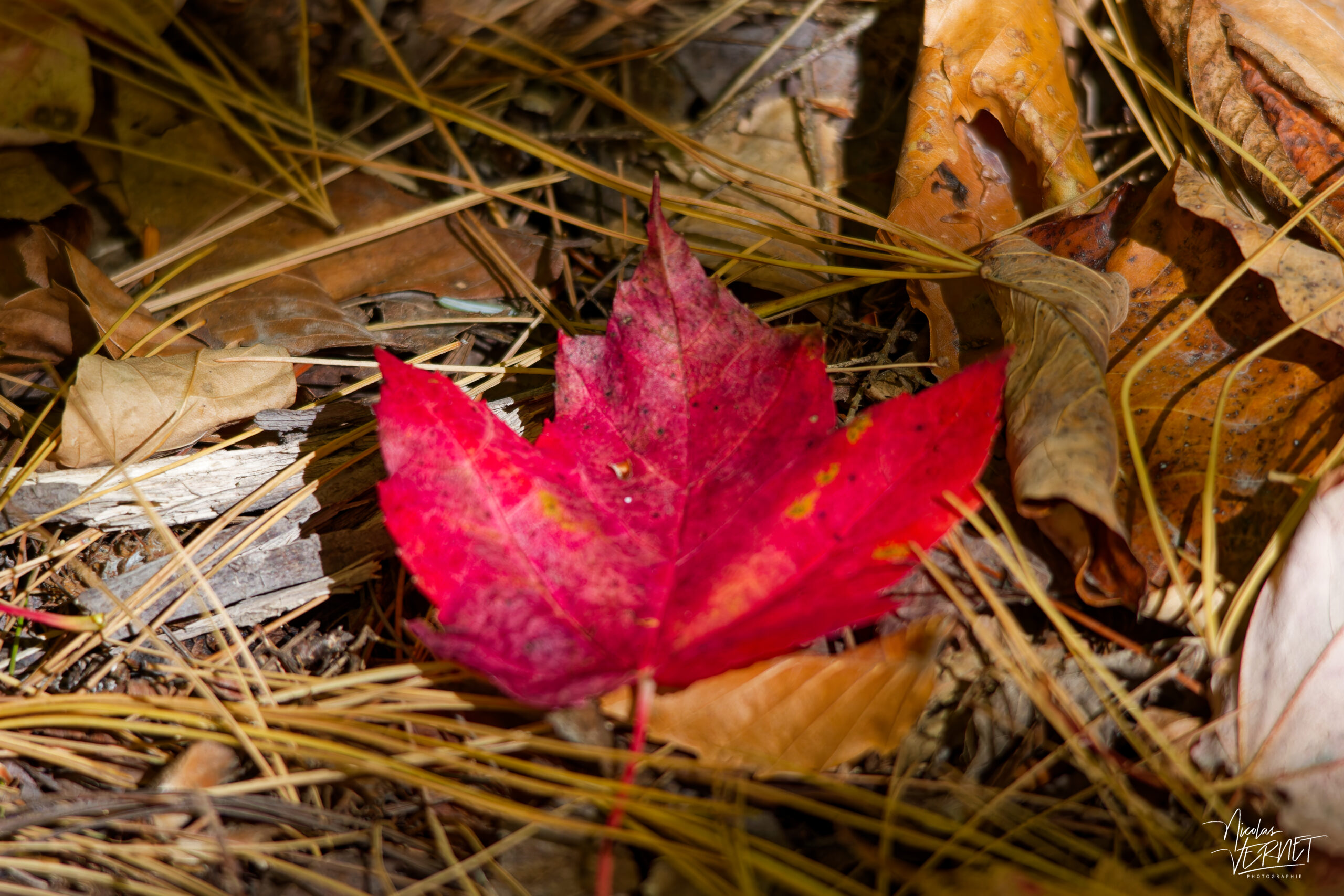Feuille d'érable rouge (Acer rubrum) tombée à l'automne, Lévis, Canada