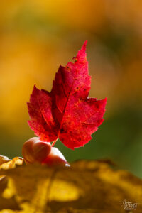 Feuille d'érable rouge (Acer rubrum) à l'automne, Lévis, Canada