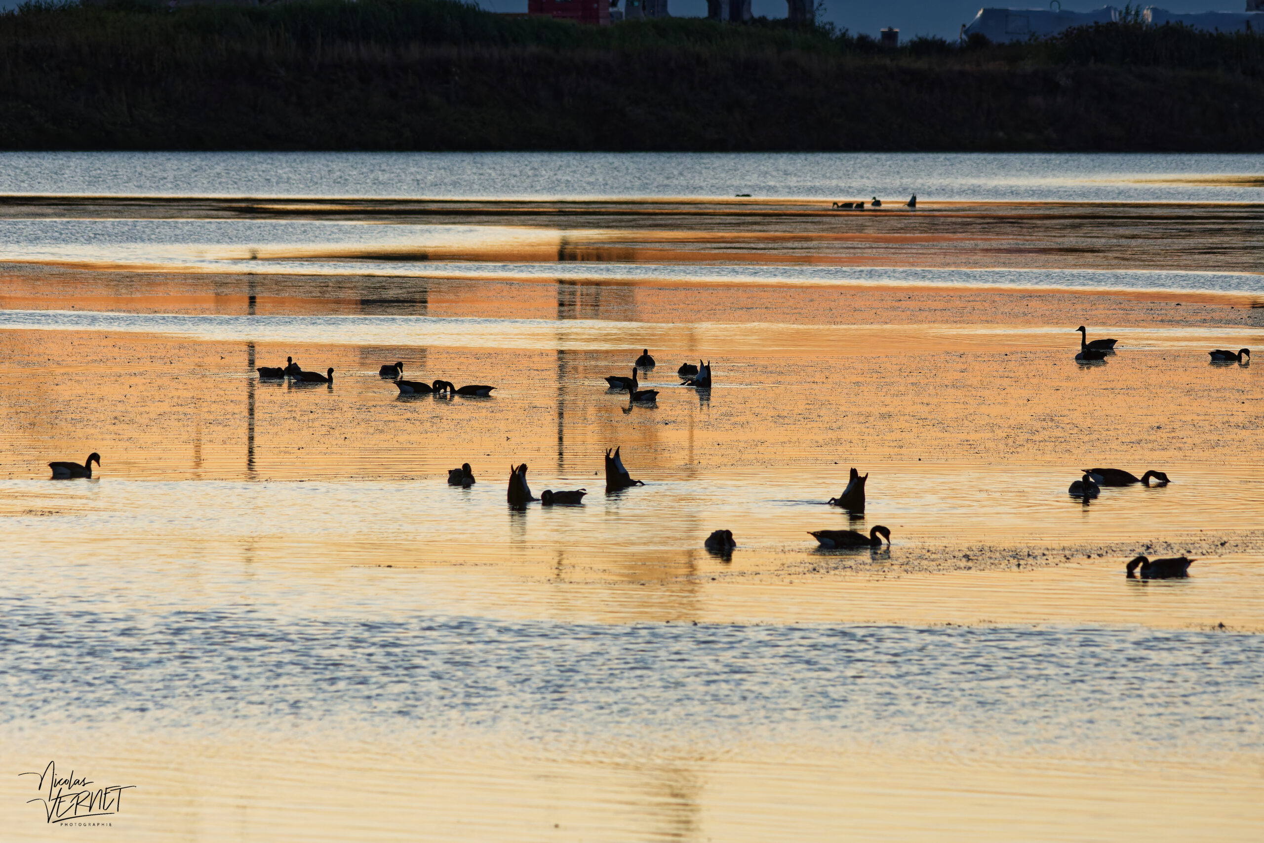 Bernaches du Canada (Branta canadensis) dans le port de Gros-Cacouna au coucher de soleil, Cacouna, Canada
