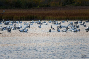 Oies des neiges (Anser caerulescens) dans le port de Gros-Cacouna au coucher de soleil, Cacouna, Canada