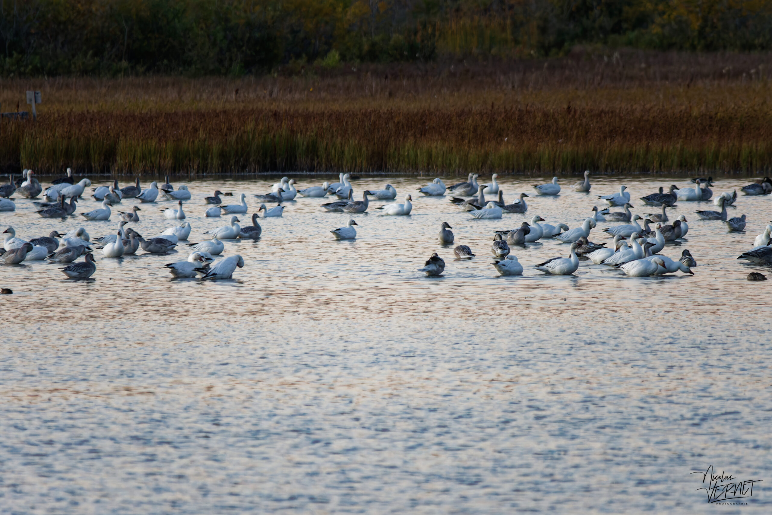 Oies des neiges (Anser caerulescens) dans le port de Gros-Cacouna au coucher de soleil, Cacouna, Canada