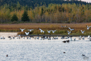 Oies des neiges (Anser caerulescens) et Bernaches du Canada (Branta canadensis) dans le port de Gros-Cacouna au coucher de soleil, Cacouna, Canada