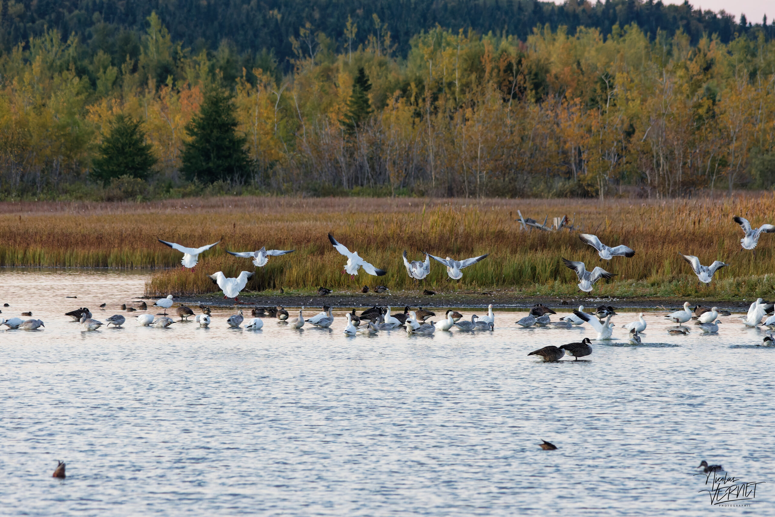 Oies des neiges (Anser caerulescens) et Bernaches du Canada (Branta canadensis) dans le port de Gros-Cacouna au coucher de soleil, Cacouna, Canada