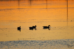 Canards en silhouette dans le port de Gros-Cacouna au coucher de soleil, Cacouna, Canada