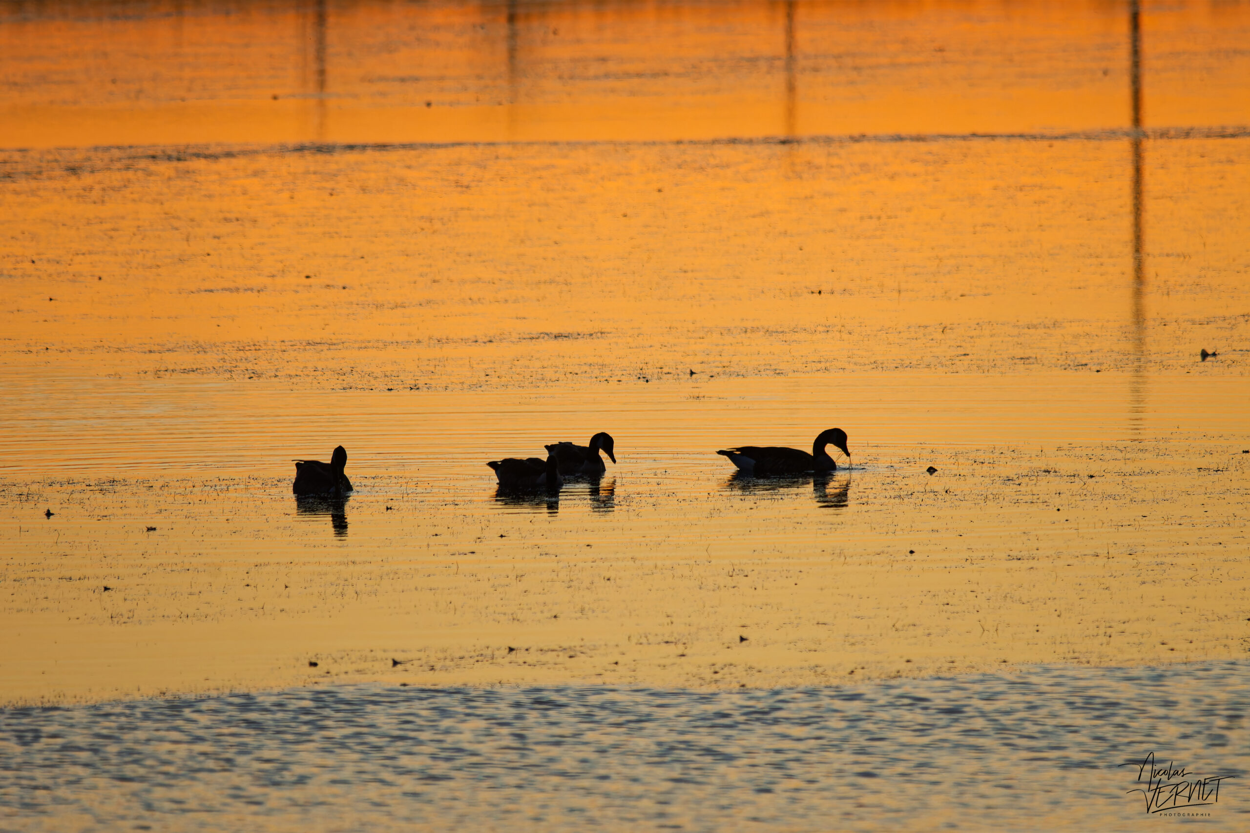 Canards en silhouette dans le port de Gros-Cacouna au coucher de soleil, Cacouna, Canada