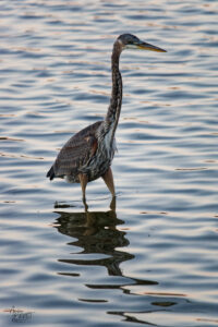 Grand Héron (Ardea herodias) dans le port de Gros-Cacouna au coucher de soleil, Cacouna, Canada