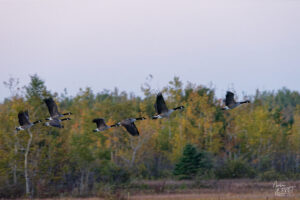 Bernaches du Canada (Branta canadensis) dans le port de Gros-Cacouna au coucher de soleil, Cacouna, Canada