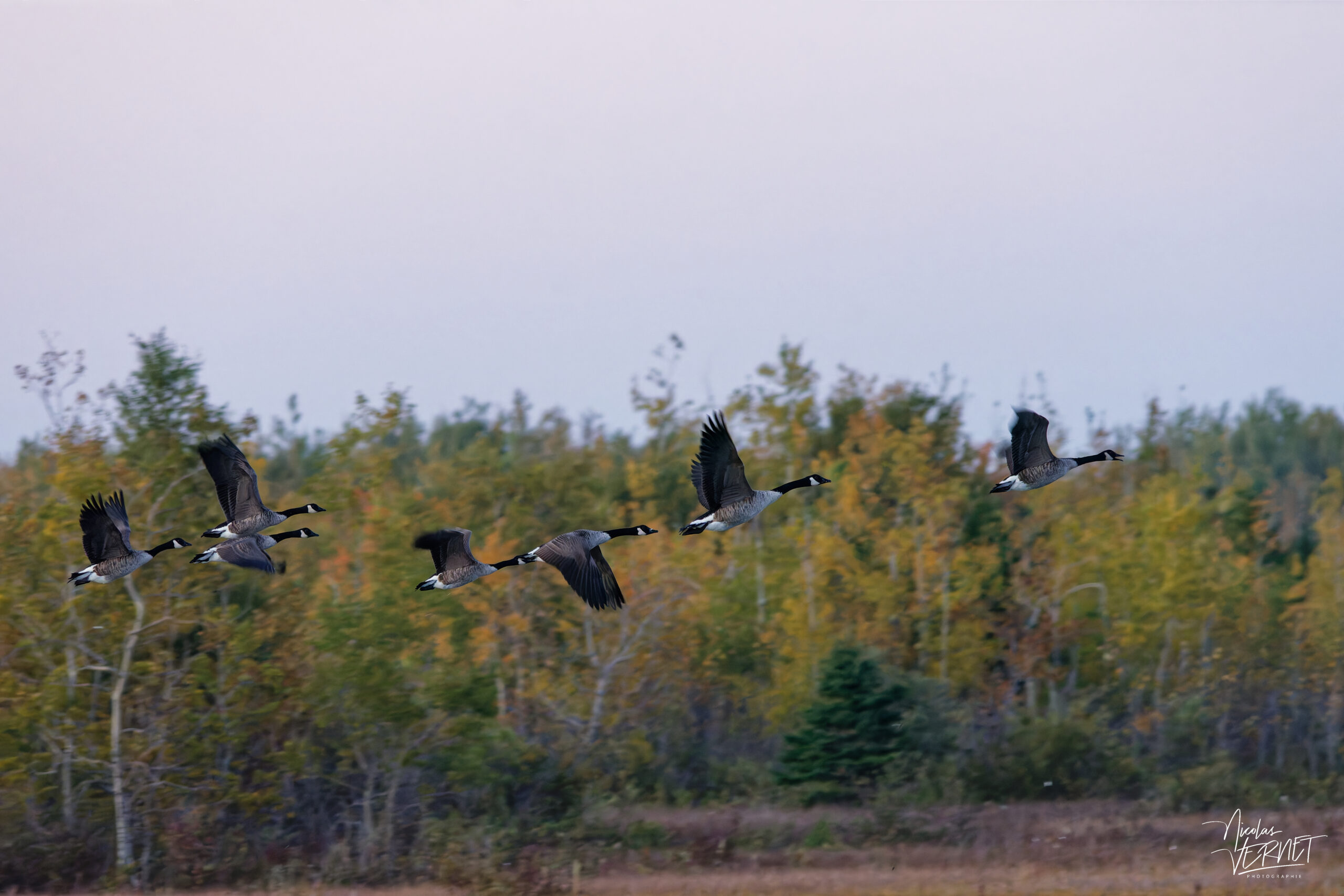 Bernaches du Canada (Branta canadensis) dans le port de Gros-Cacouna au coucher de soleil, Cacouna, Canada