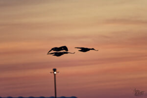 Bernaches du Canada (Branta canadensis) dans le port de Gros-Cacouna au coucher de soleil, Cacouna, Canada