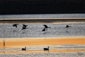 Bernaches du Canada (Branta canadensis) dans le port de Gros-Cacouna au coucher de soleil, Cacouna, Canada