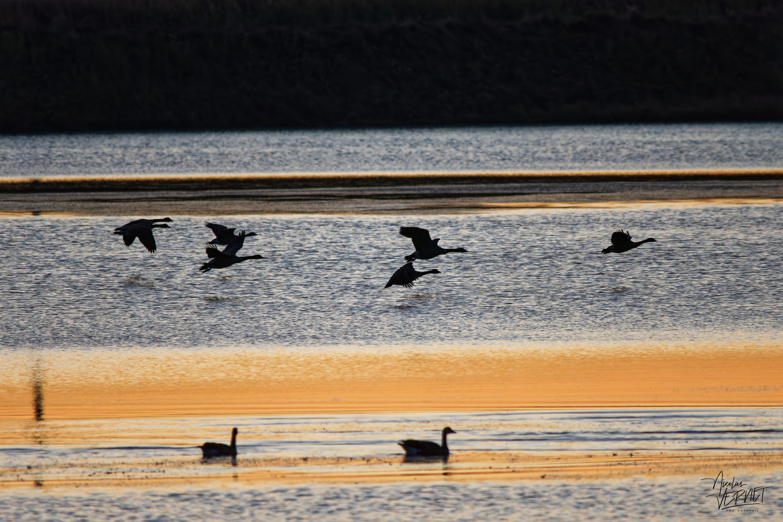Bernaches du Canada (Branta canadensis) dans le port de Gros-Cacouna au coucher de soleil, Cacouna, Canada