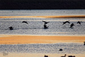 Bernaches du Canada (Branta canadensis) dans le port de Gros-Cacouna au coucher de soleil, Cacouna, Canada