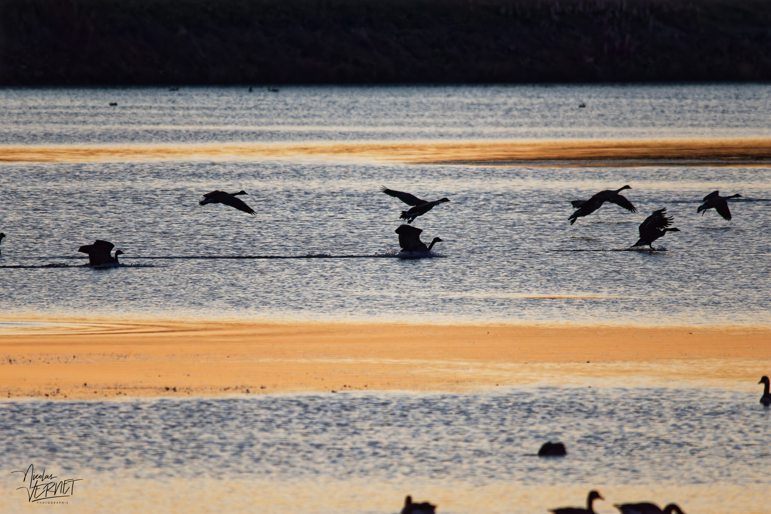Bernaches du Canada (Branta canadensis) dans le port de Gros-Cacouna au coucher de soleil, Cacouna, Canada