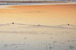 Canards en silhouette dans le port de Gros-Cacouna au coucher de soleil, Cacouna, Canada