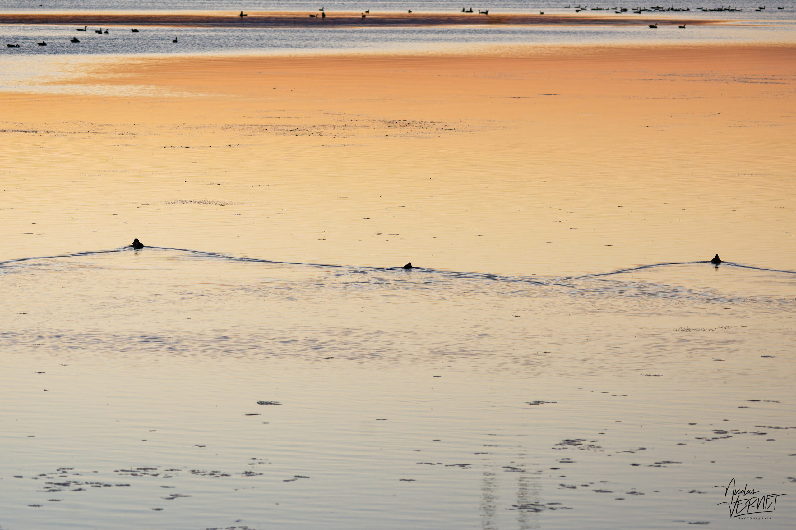 Canards en silhouette dans le port de Gros-Cacouna au coucher de soleil, Cacouna, Canada
