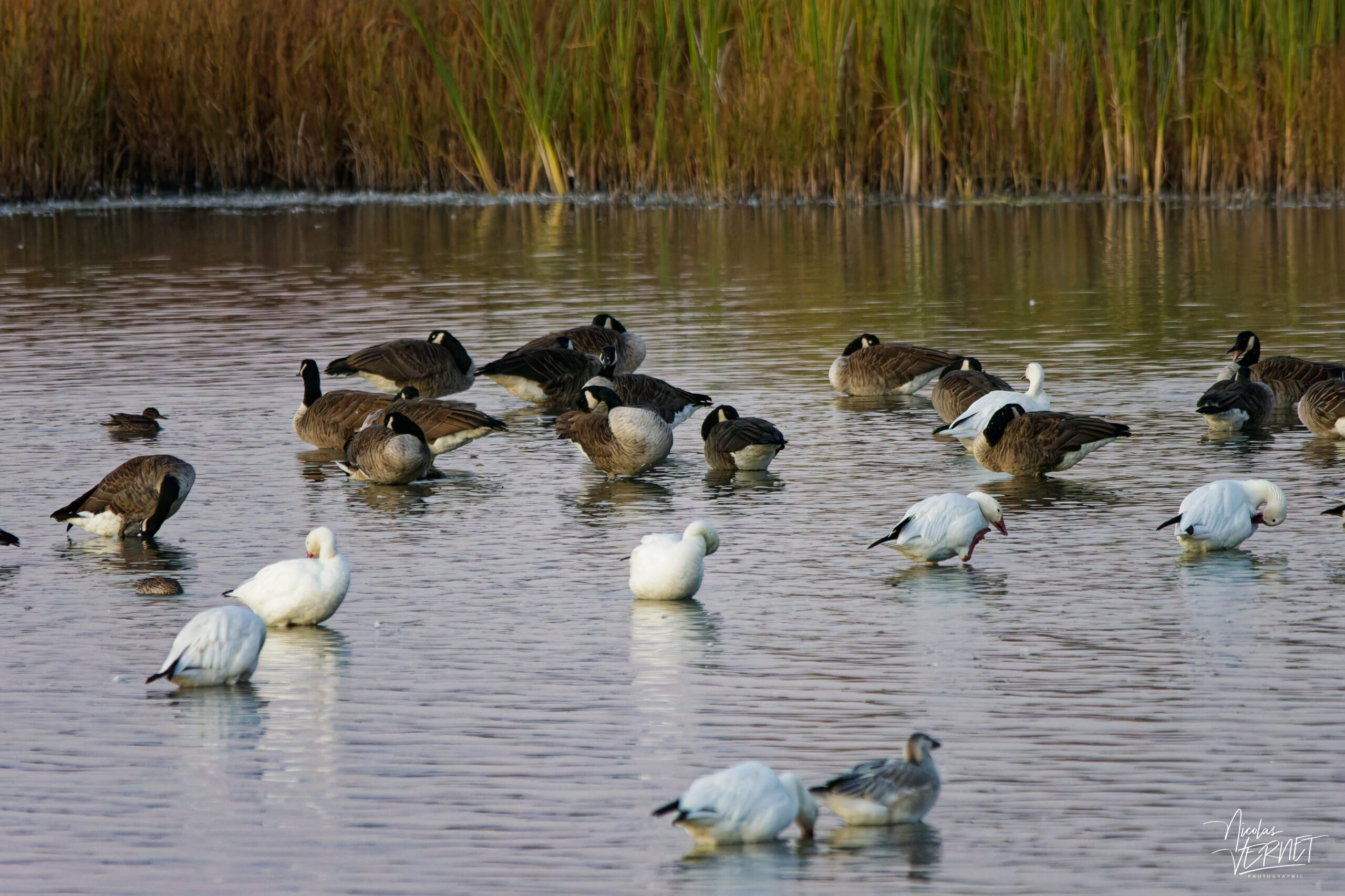 Oies des neiges (Anser caerulescens) et Bernaches du Canada (Branta canadensis) dans le port de Gros-Cacouna au coucher de soleil, Cacouna, Canada