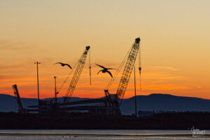 Bernaches du Canada (Branta canadensis) dans le port de Gros-Cacouna au coucher de soleil, Cacouna, Canada
