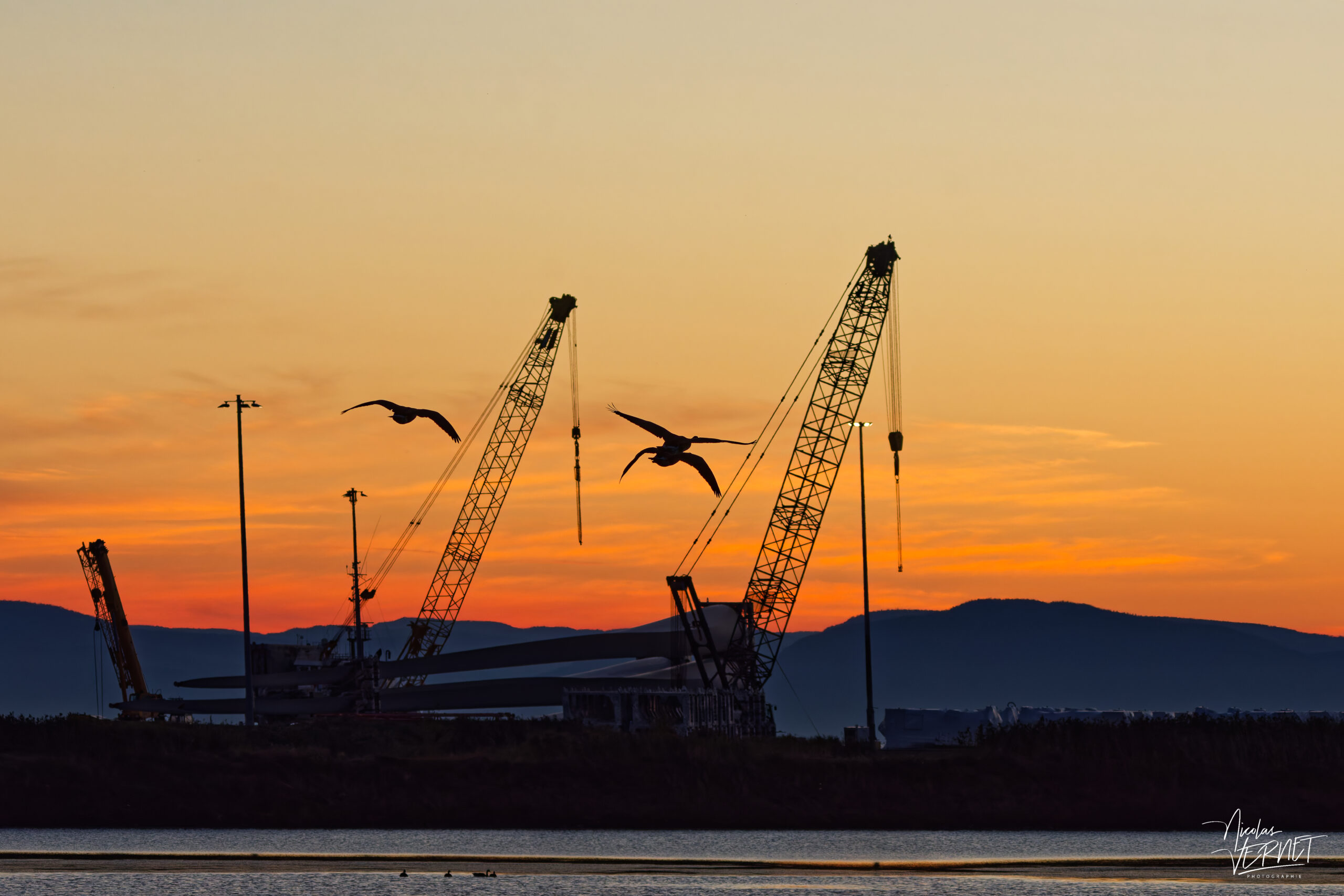 Bernaches du Canada (Branta canadensis) dans le port de Gros-Cacouna au coucher de soleil, Cacouna, Canada