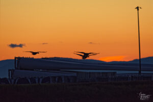 Bernaches du Canada (Branta canadensis) dans le port de Gros-Cacouna au coucher de soleil, Cacouna, Canada